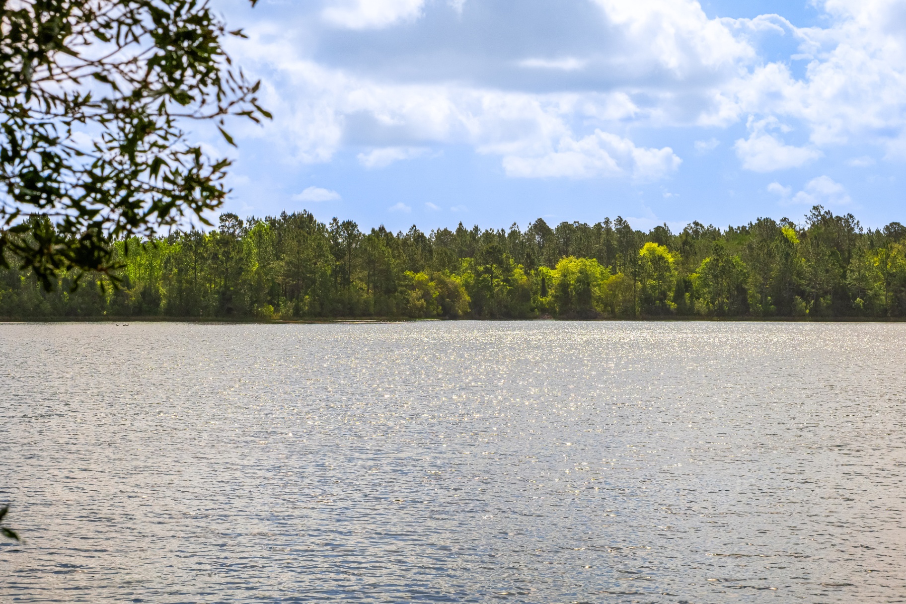Sunlight sparkling across the lake with the tree line in the distance