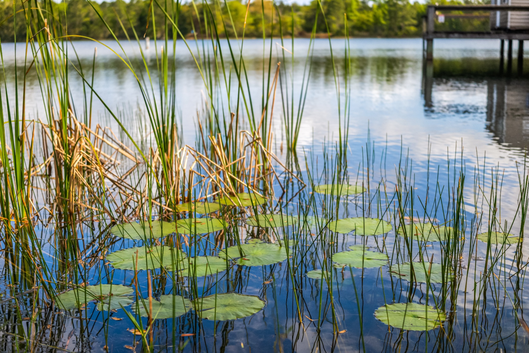 Lily pads and reeds along the calm edge of Terra Lake