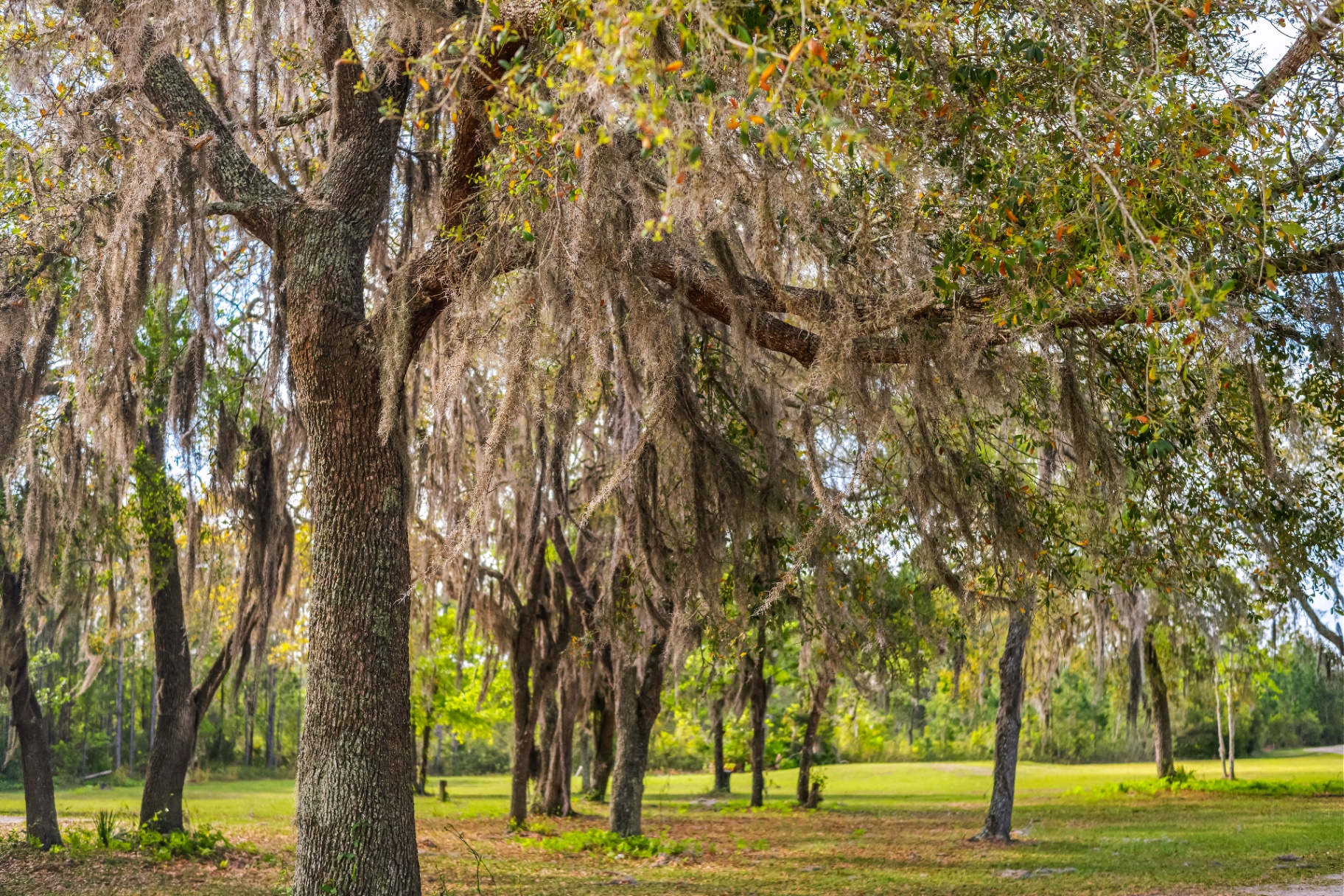 Live oaks draped with Spanish moss across a quiet grassy grove