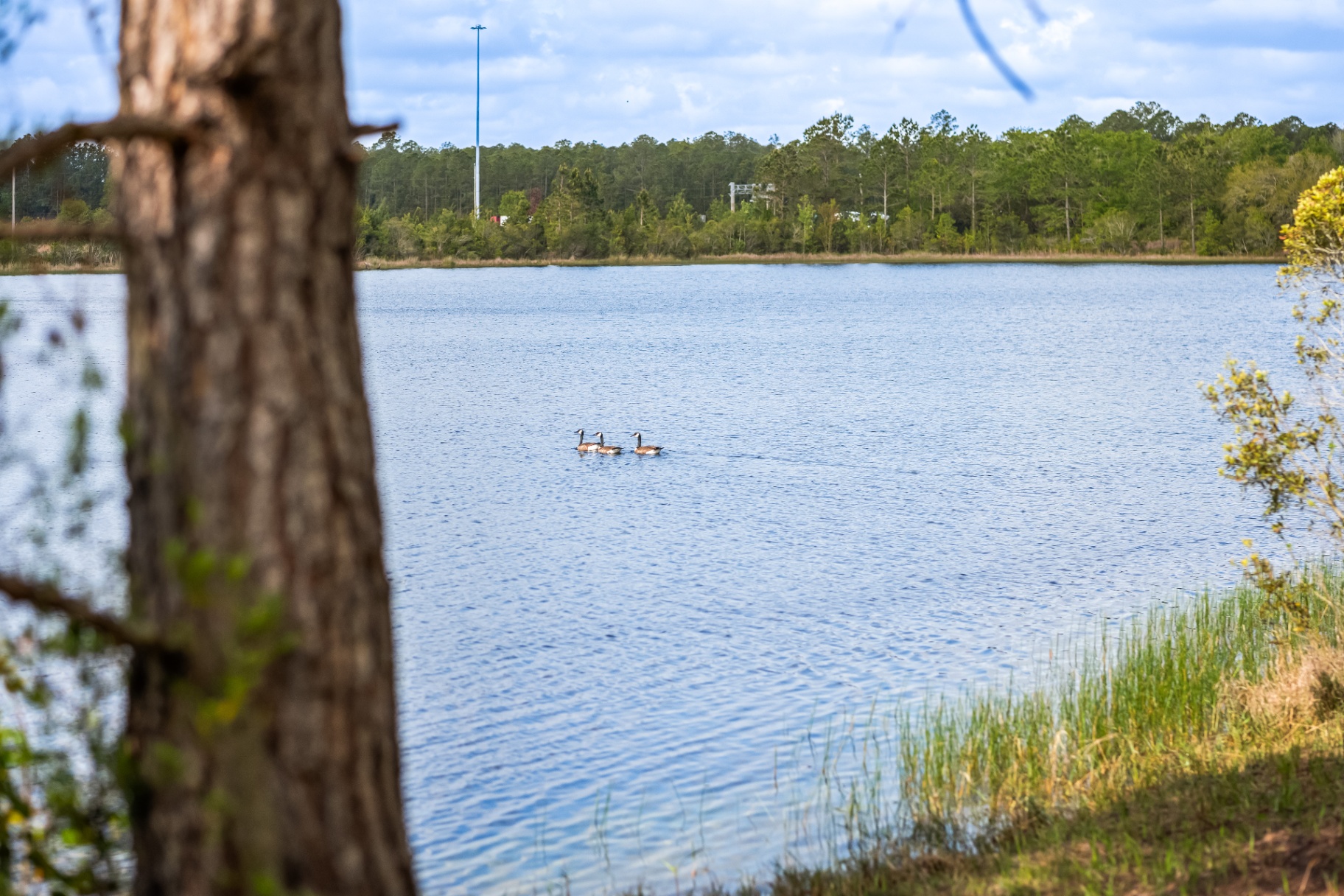 Three geese gliding across Terra Lake with the pine shoreline beyond