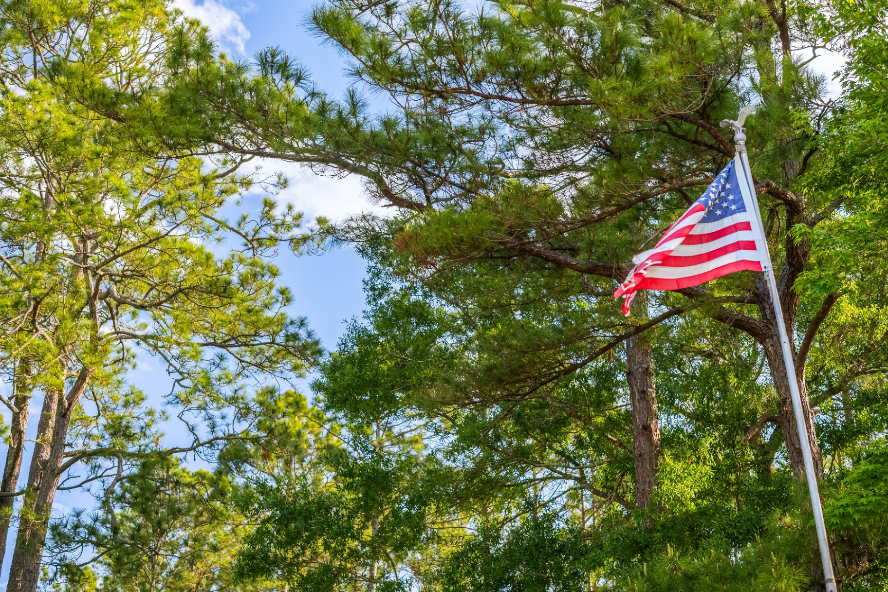 An American flag flying among the tall pine trees at the property entrance