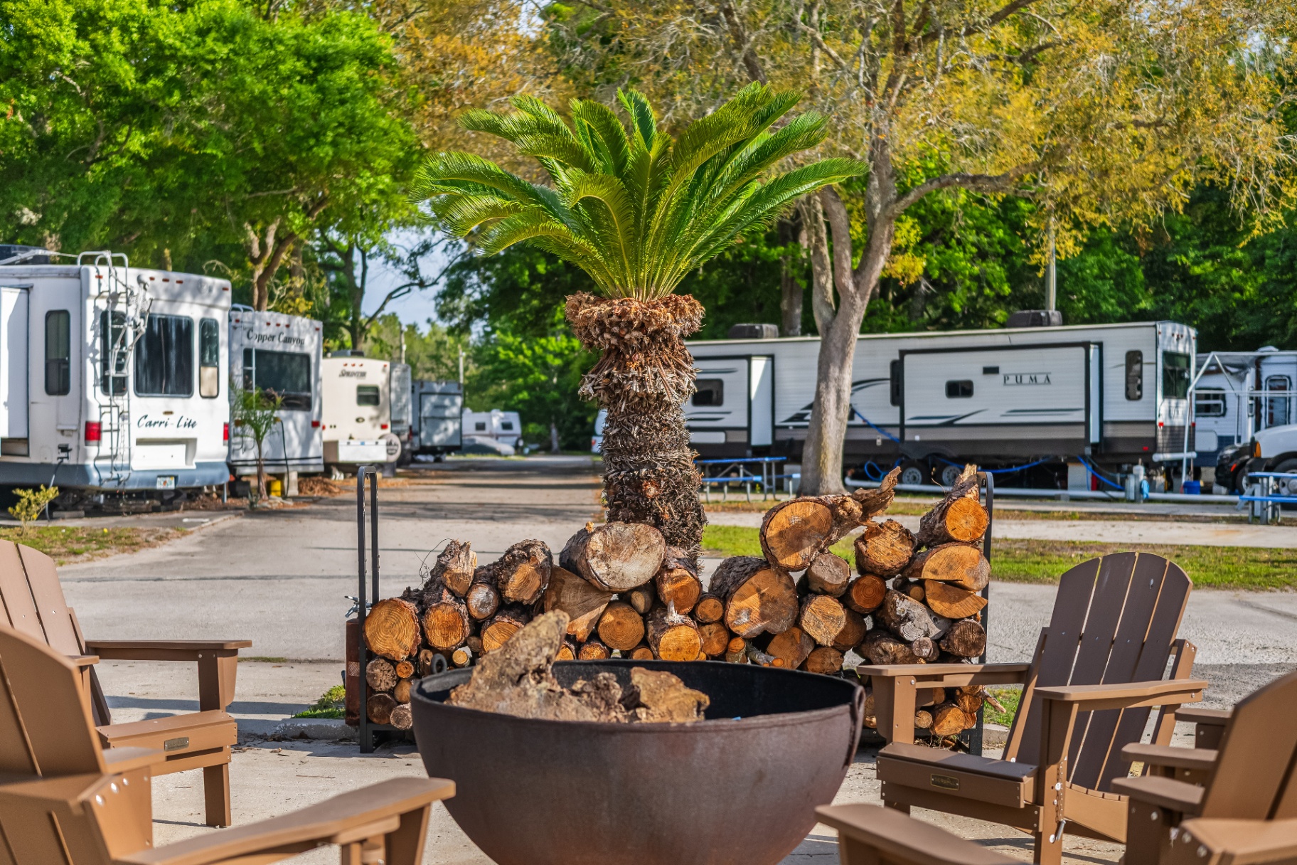 Adirondack chairs and a stacked-wood fire pit beside a sago palm, with RVs parked under the trees