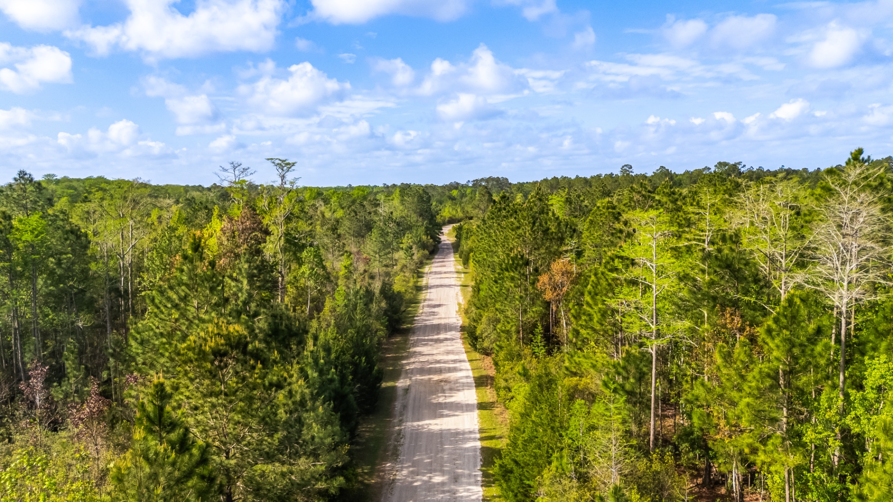 The sandy road lined with pines leading into the property