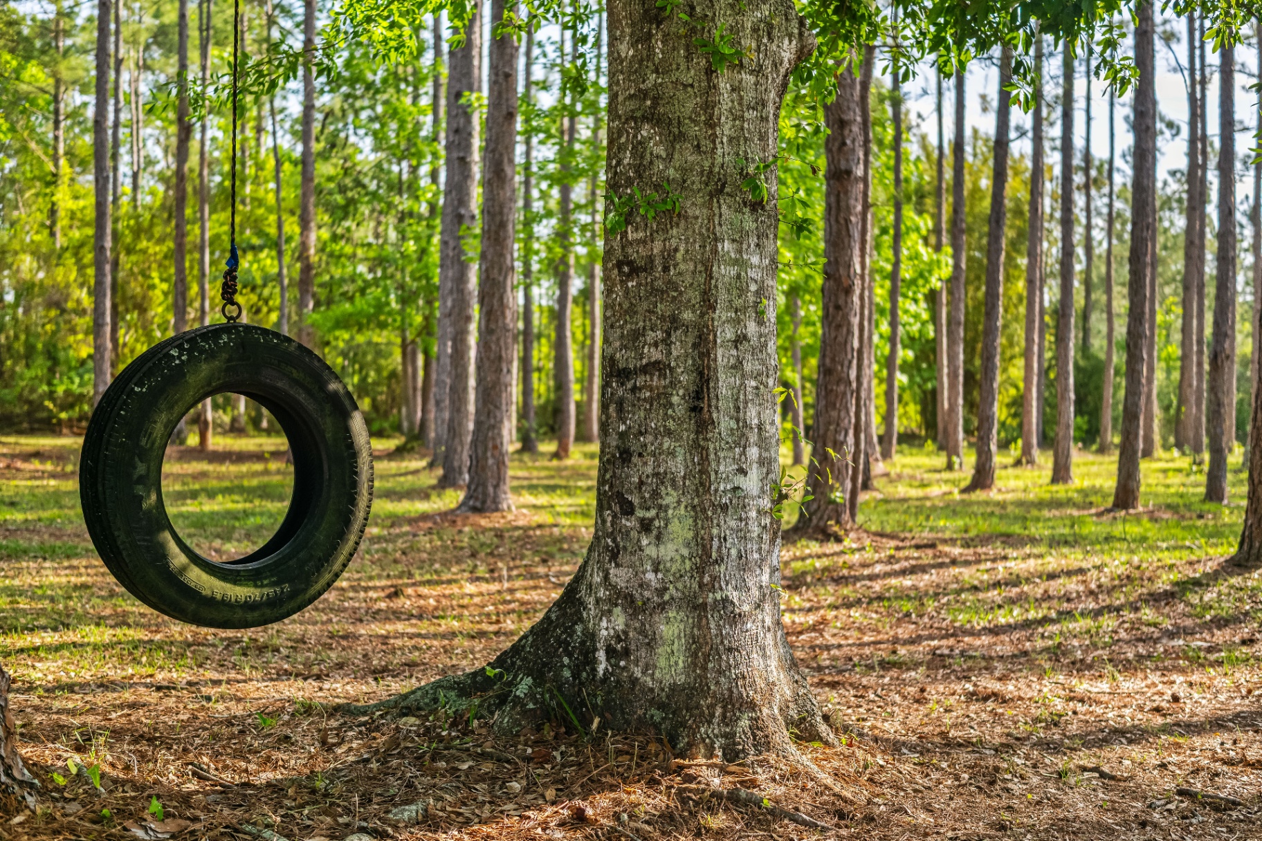 A tire swing hanging from a tree among the pines at Terra Lake